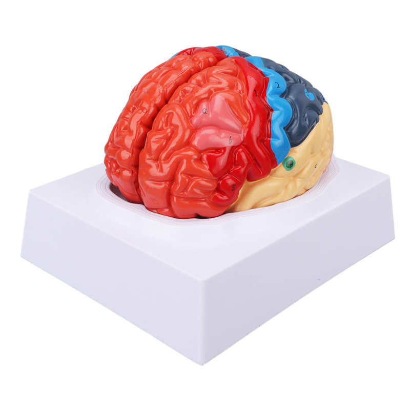 Anatomische Hersenen Gemonteerd Model Kleur Gepartitioneerd Human Brain Anatomisch Model Voor Onderwijs Gebruik
