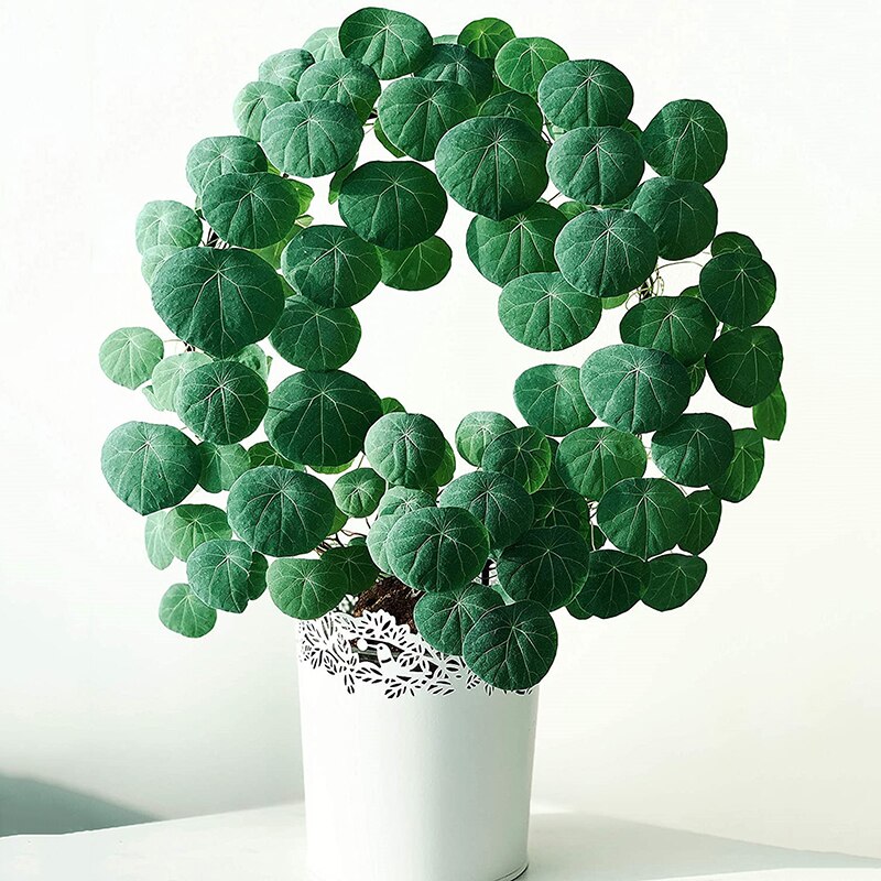 Haveespalier klatreplante støtte pæl cirkel rund form stativ ramme vinstokke til mini indendørs planter blomster grøntsager