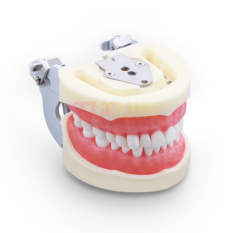 Dental Harz Zähne Tipodont Modell Für Dental Techniker Praxis Lehre Gum Zähne Kiefer Modell Zahnmedizin Ausrüstung