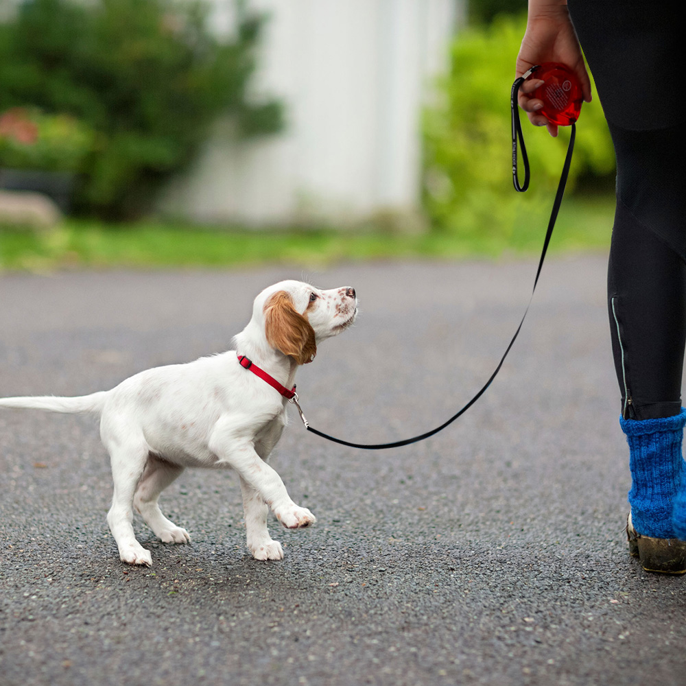 3M Retractable Small Dog Leash Automatic Dog Cat Leash Belt Extending Pet Lead for Small Dogs Puppy Collar Harness Accessories