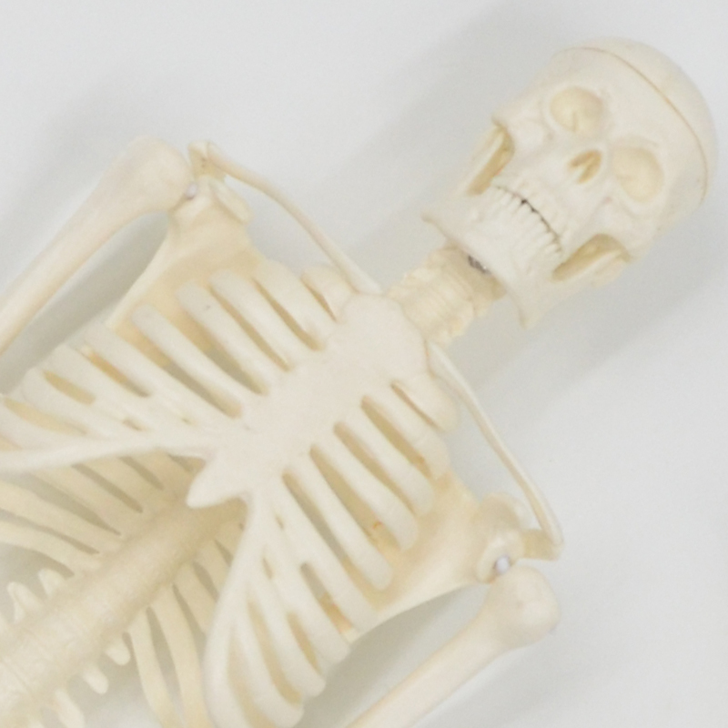 45 Cm Menselijk Anatomie Anatomisch Skelet Model Medische Poster Medische Leren Aid Anatomie Menselijk Skelet Model