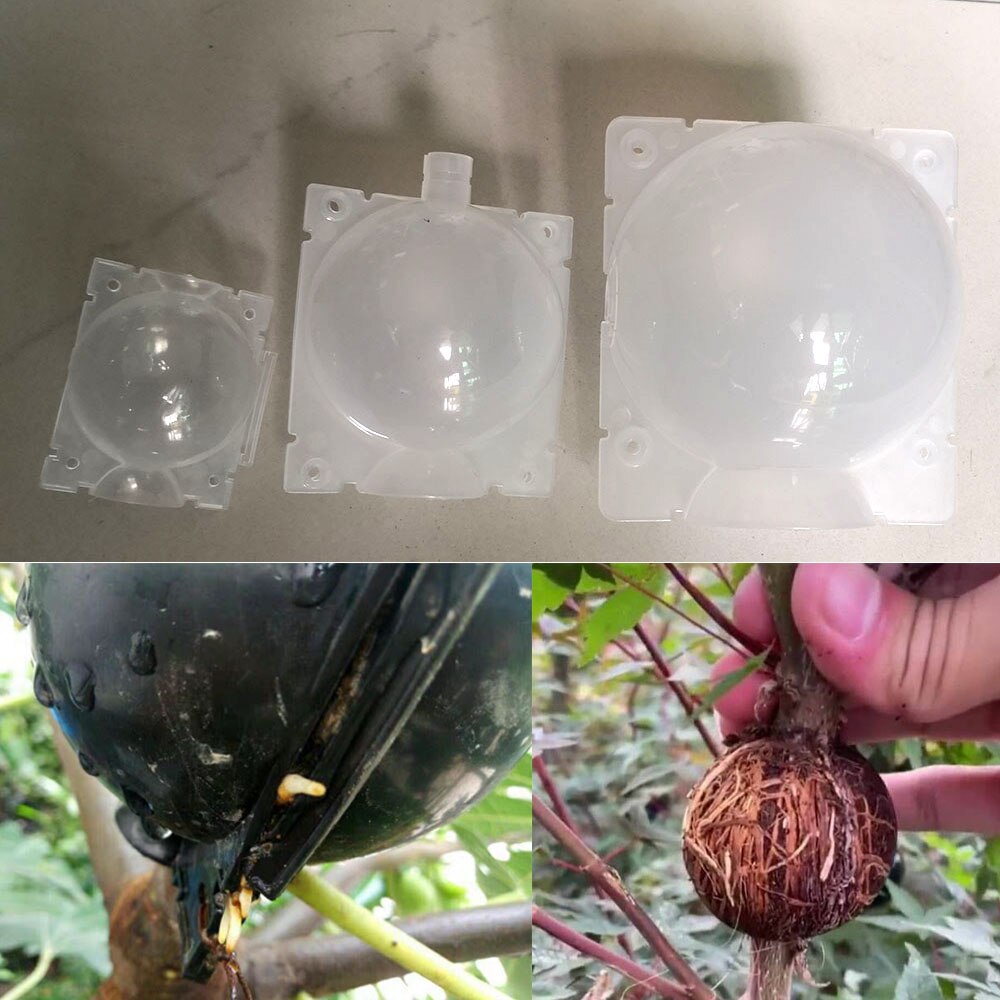 Plant Rooting Ball Case box Reusable Transparent High Pressure Grafting Garden Graft Root Growing Box tree Breeding Container