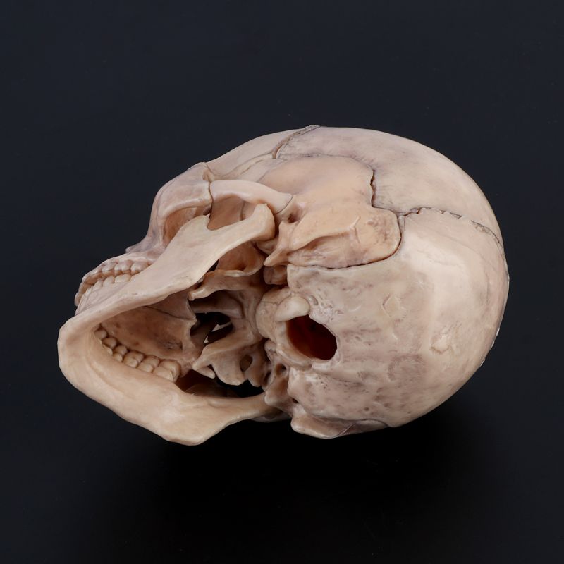 15 unids/set 4D desmontar calavera anatómica modelo desmontable herramienta de enseñanza W8ED