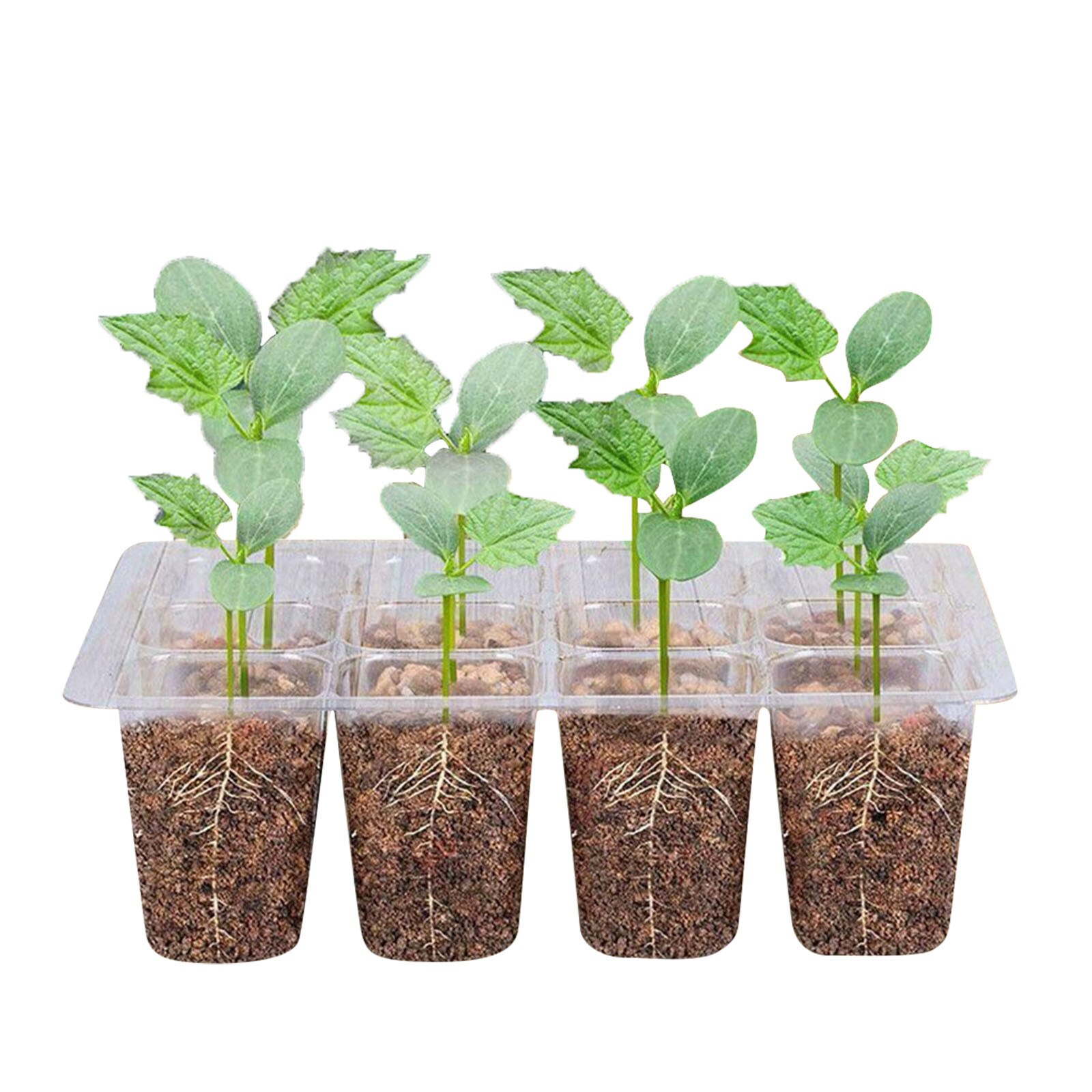 12 stücke Samen Starter Tray 12 Zellen Wachsen Tablett Gartenarbeit Keimung Tablett Anlage Keimung Kit Für Anlage Sämling Gartenarbeit Kit
