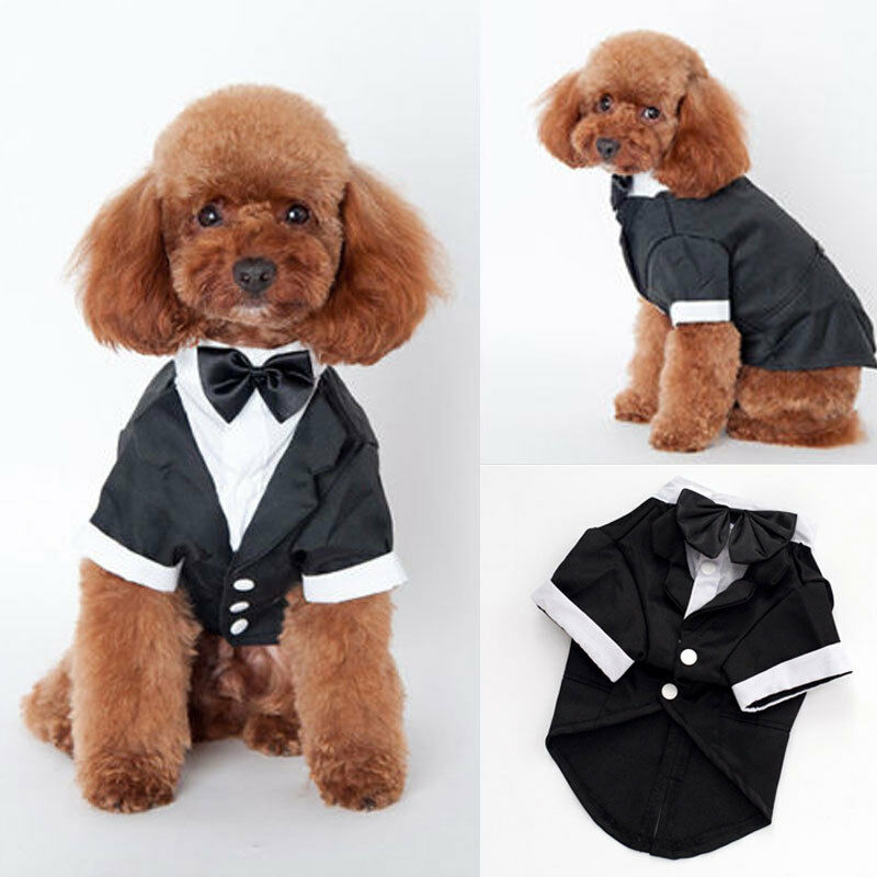 Ropa para perro, disfraz de boda para gato, príncipe, caballero, Chihuahua, esmoquin, pajarita, abrigo para cachorros, 5 tamaños, suministros para Mascotas