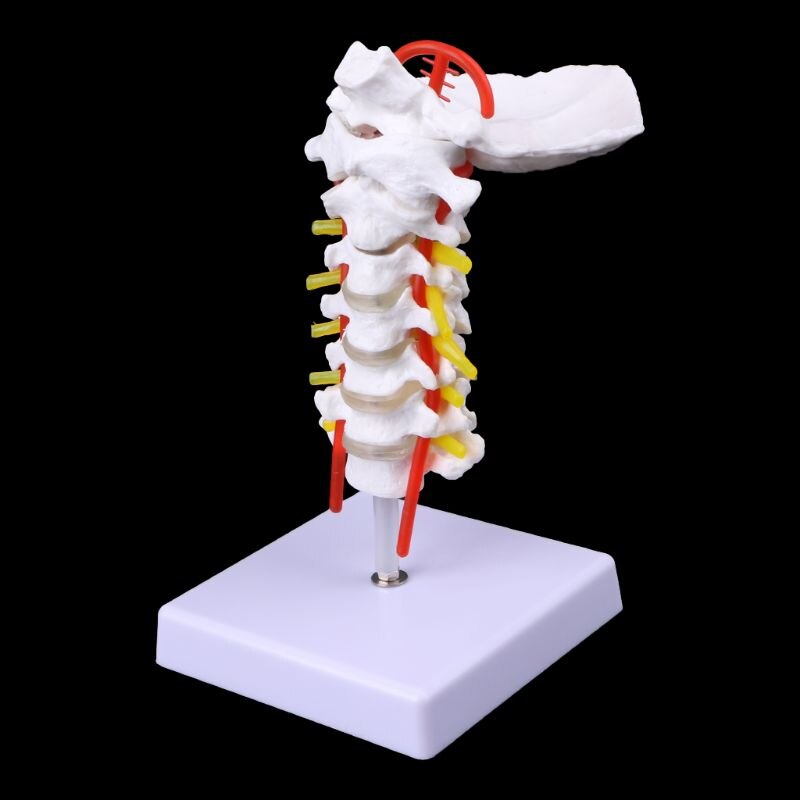 Vértebra Cervical, Arteria, columna vertebral, modelo anatómico, tamaño natural, DXAB