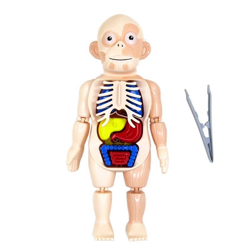 Halloween Human Body Anatomy Model Plastic Human Organ Assembly Toy DIY Science Educational Toy for Children Kids: Default Title