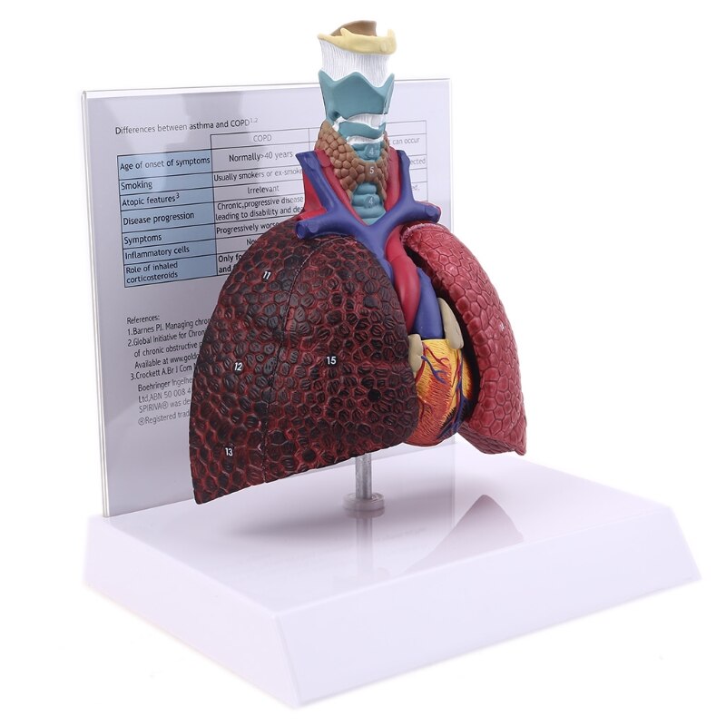Modelo de pulmones humanos de tamaño real, sistema respiratorio anatómico para la escuela, herramienta de enseñanza para mostrar recursos de Ciencia