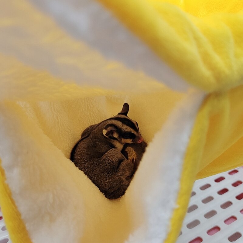 Hamac en peluche pour animaux de compagnie, lit Double couche, épais et , hamac, Hamster, furet, écureuil, lapin, nid, Cage suspendue, maison, My06 21
