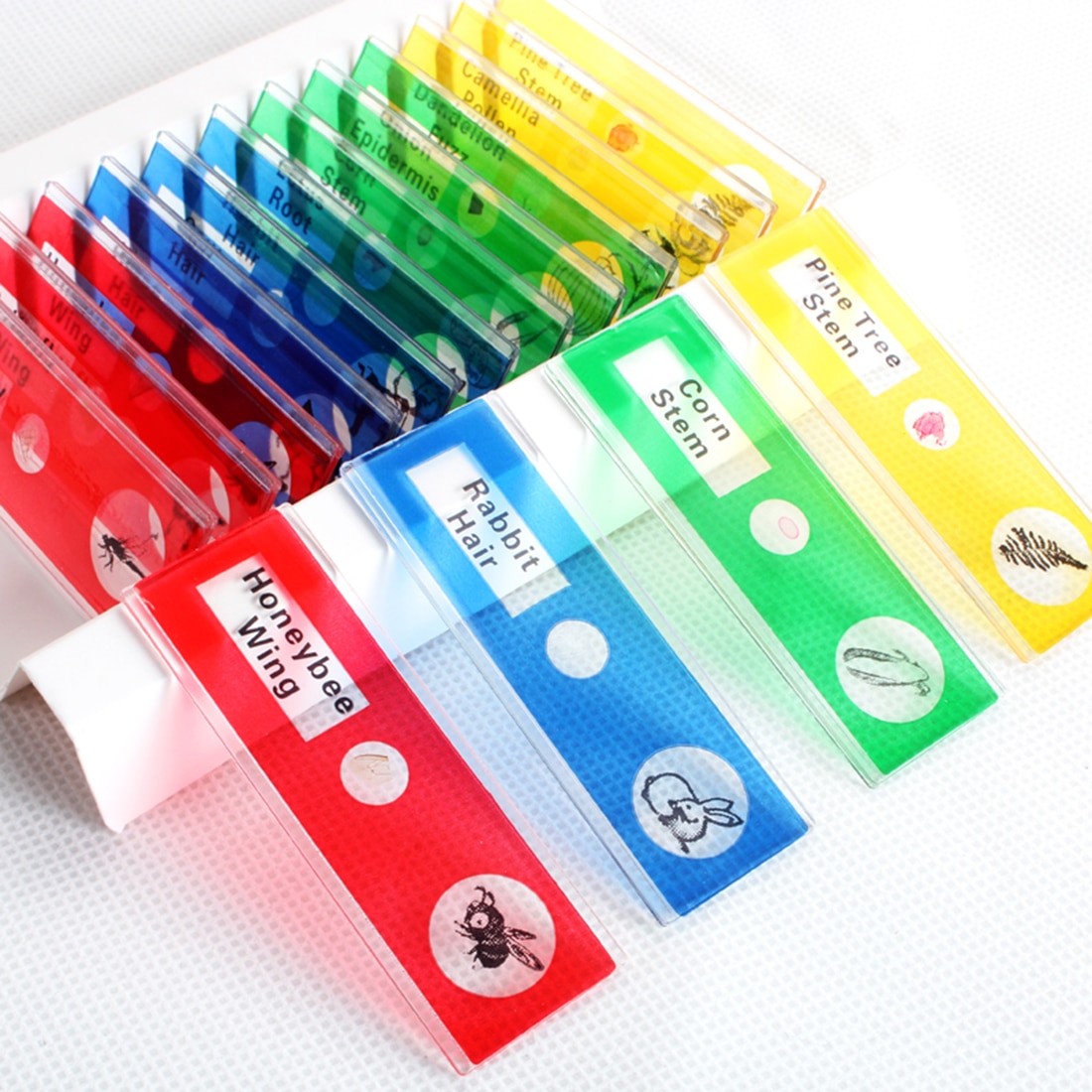 12Pcs Prepared Plastic Microscope Slides Biological Specimen Kit with Box for Children Student Early Biology Education