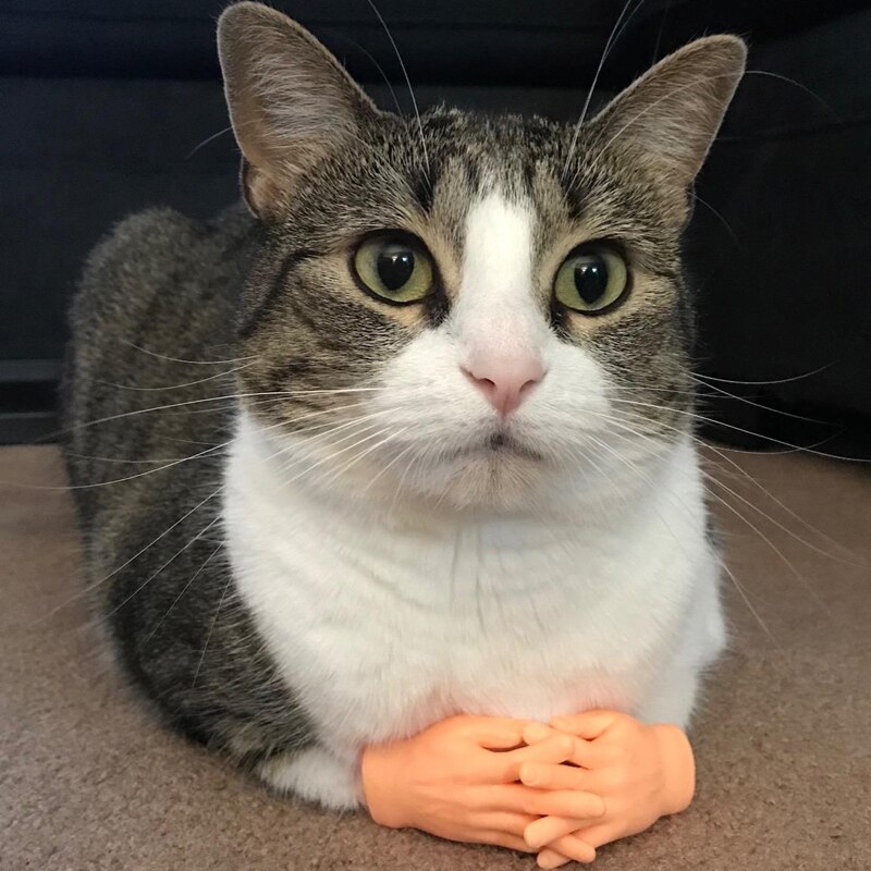 2/10 pcs/set Screepy Mini Finger Hands Tiny Left Right Hand for Rolled cat artifacts Fingertips