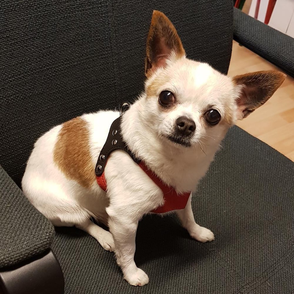 Blød ruskindslæder lille hundesele til hvalpe chihuahua yorkie teddy hvalp hvalp justerbar brystsele til hunde forsyninger