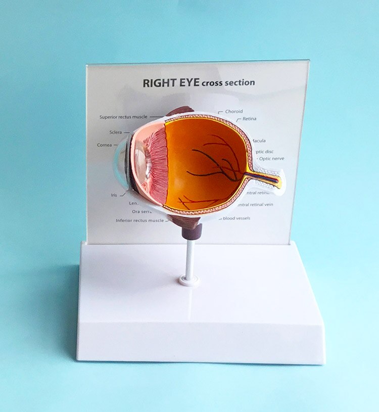 PVC Human Eye Structure Hemisphere Model Human Eye Anatomy Anatomical Eye Model with English Instructions 18X15X18CM