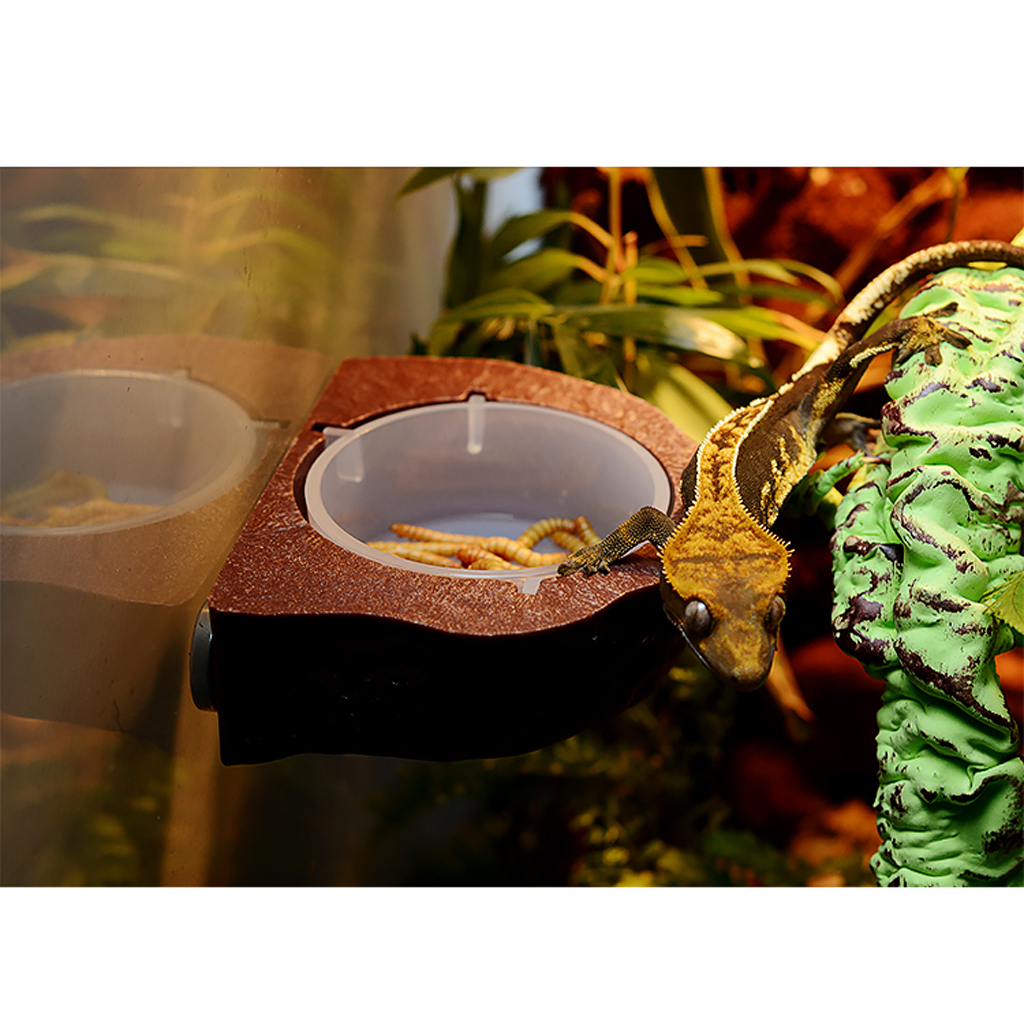 2 stk mini magnet gekko mater hylle reptil terrarium dekorativ fôringe bolle matte holder kopp gekko naturlig stein se hylle