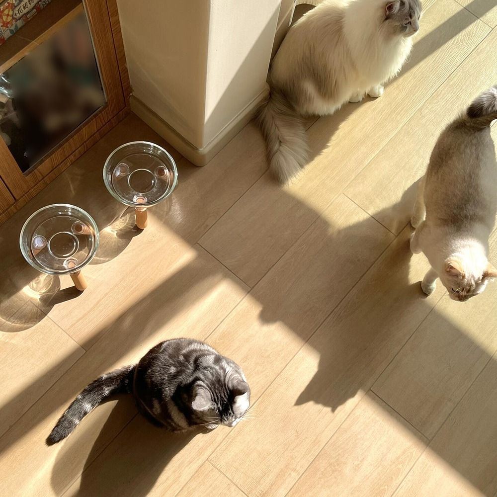 Beskytte halsen forhøennå katteskål stor diameter gjennomsiktig hevet kjæledyrmatskål sklisikker avtakbar kattemater med stativ