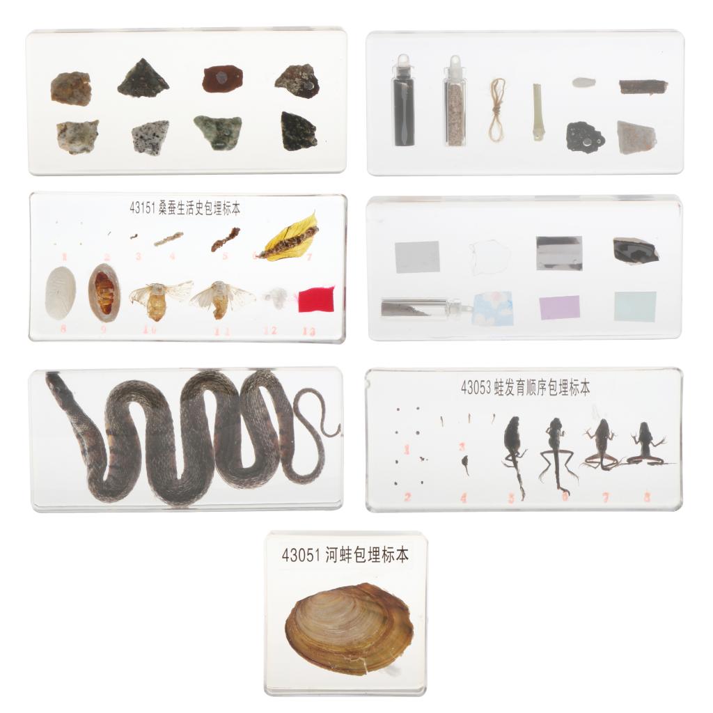 Kids Children Specimen Educational Explore Instrument School Biological Teaching Aids Biological Supplies