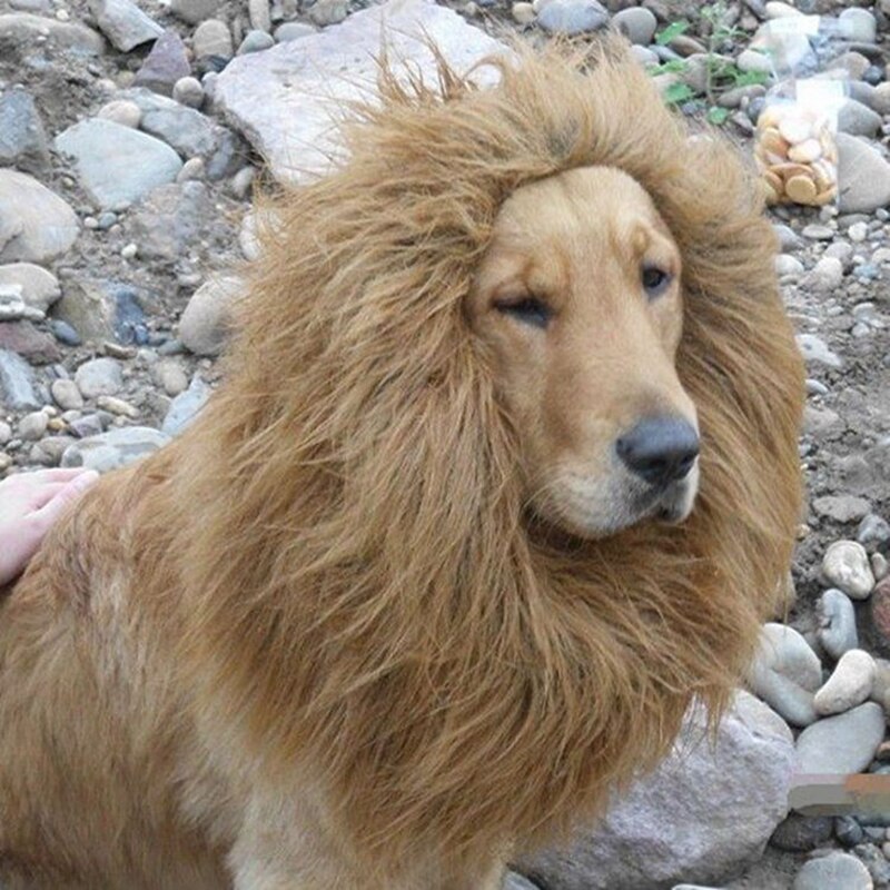 Costume de Lion pour chien sauvage Golden Retriever, chapeau, collier, couvre-chef, accessoires de Photo pour animaux de compagnie