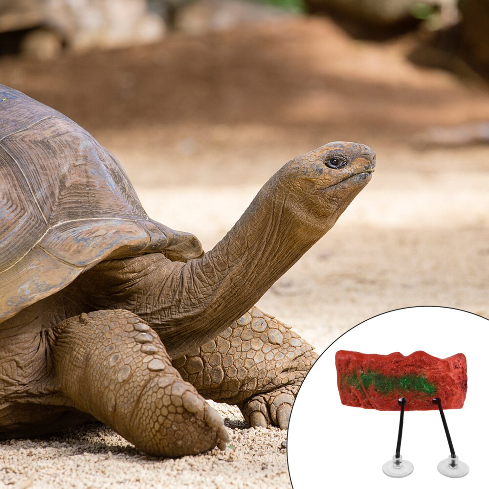 Turtle Bask Terrace Platform Aquarium Floating Dock Climb Resting Platform