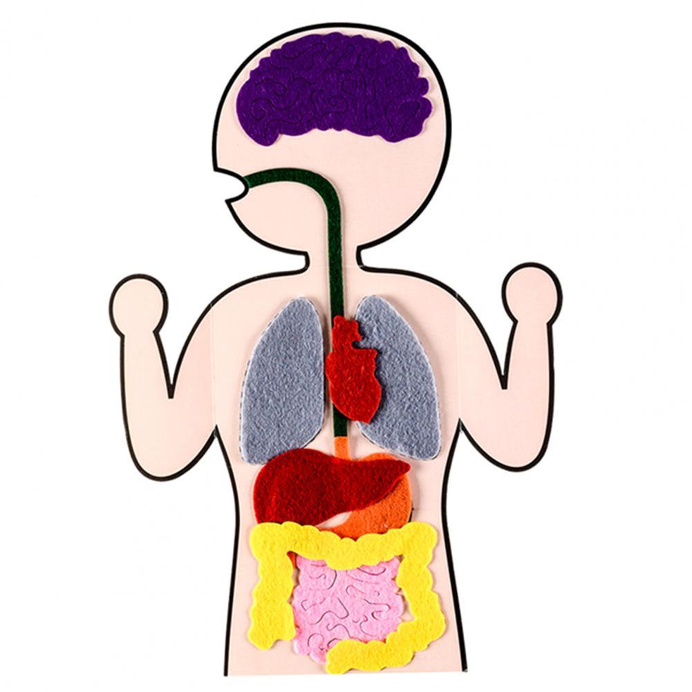 1 Set Interactive Premium Texture Vivid Preschool Internal Organs Craft Kit Internal Body Organs Kit for Child: Default Title