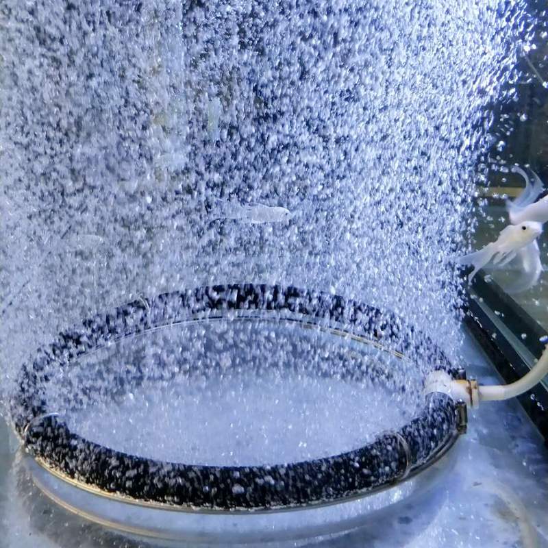 Aquaculture. Tilapia reproduction.Large Koi Fish Pond Seafood Pond.Oxygen bubble bar. Air stone.Nano bubble stone.Dissolver