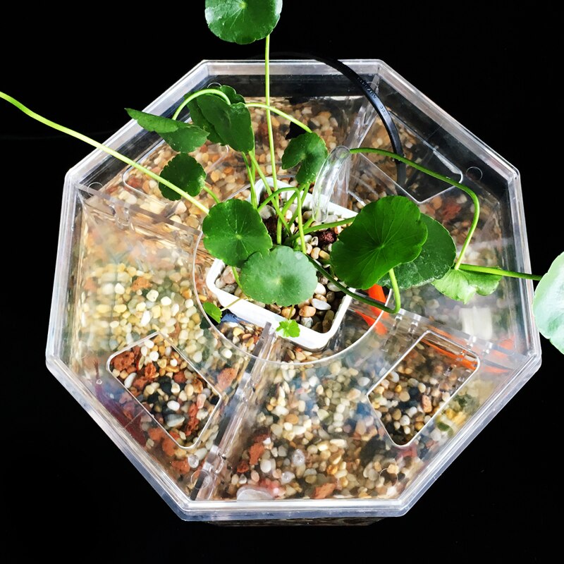 Betta-caja de aislamiento acrílica para acuario, decoración de oficina para acuario Ornamental