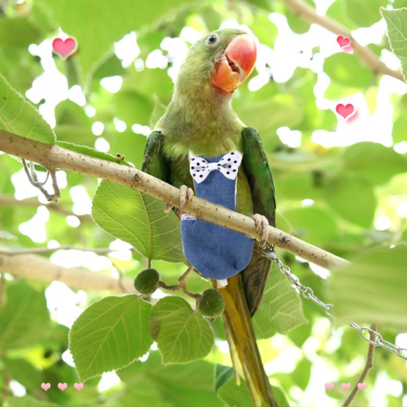 Vogel Papegaai Vlucht Pak Duiven Parkiet Vliegende Kleding Luiers