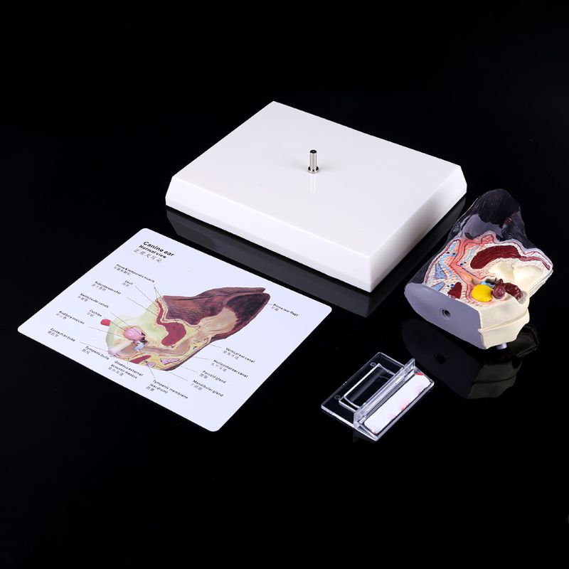 Modelo anatómico de lesión en la oreja del perro, ayuda en la enseñanza de la ciencia veterinaria, investigación canina de mascotas M5TB