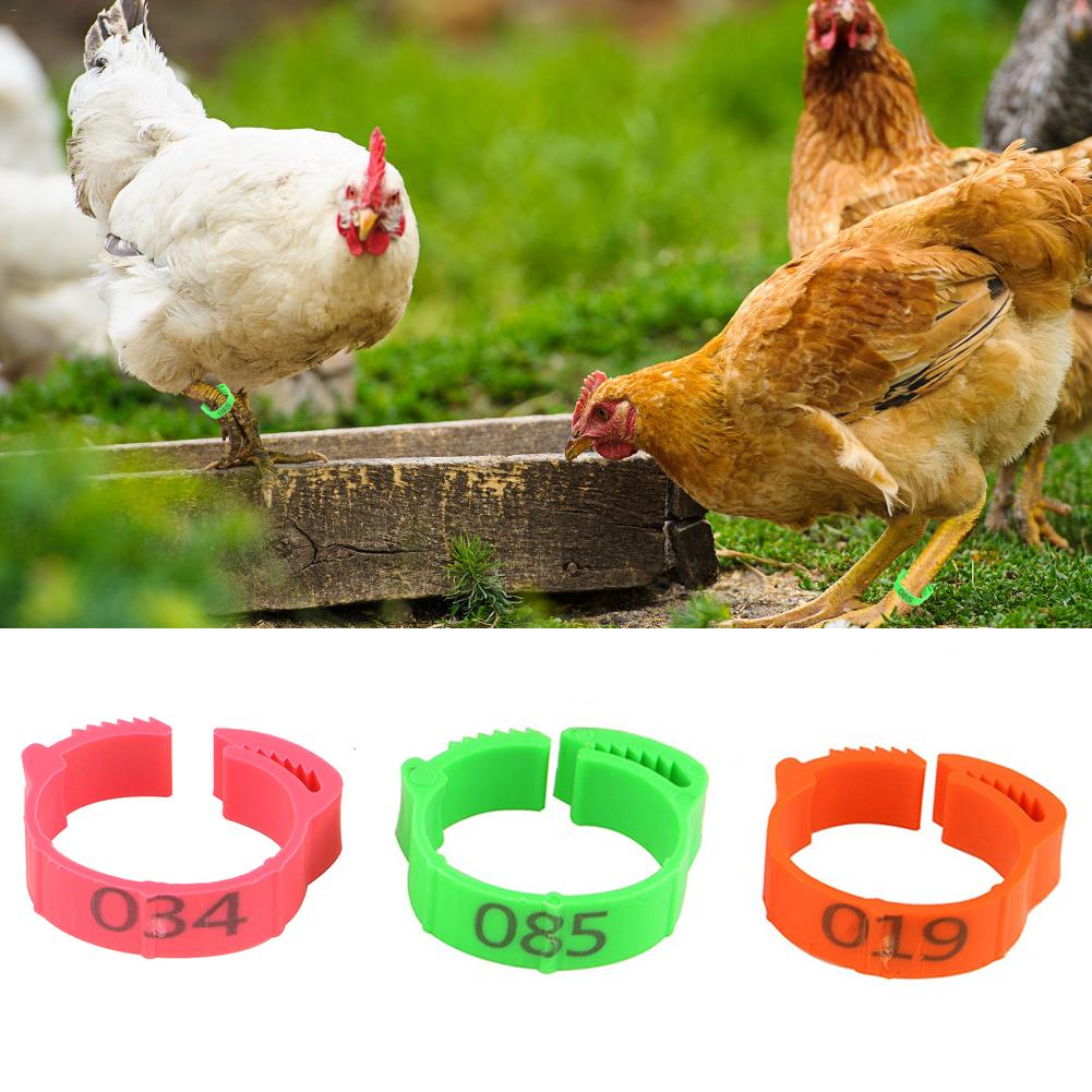 Anillo para gallina de 100 Uds. De diámetro interior de 2,0 Cm, banda para pata de pichón, aves, Paloma, ave, codorniz, gallina, pato, anillos de Clip de loro