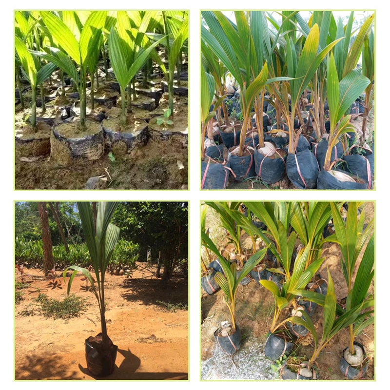 Bolsas de plástico para vivero de 100 piezas, con agujero transpirable, para cultivo de plantas, macetas de plántulas, jardinería, color negro, suministros de jardín