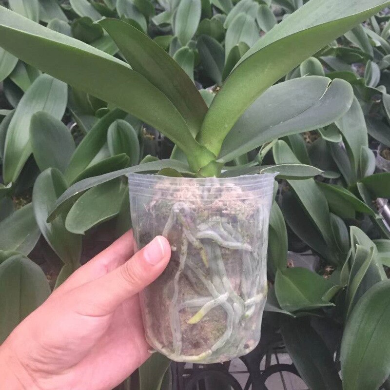 10Stck Transparenz Kindergarten Töpfe Wachsen Pflanzen Ernährung Tasse Orchidee Ausbreitung Container Sämling Anhebung Taschen Garten Liefert