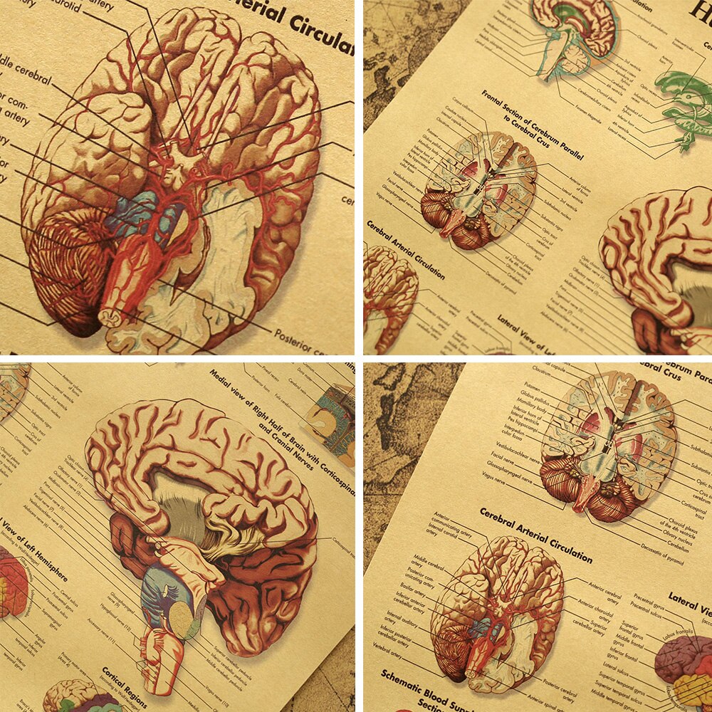 Menselijk Lichaam Illustratie Prints En Poster Gedetailleerde Anatomie Vintage Poster Muur Foto Voor Medisch Onderwijs Kantoor Decor