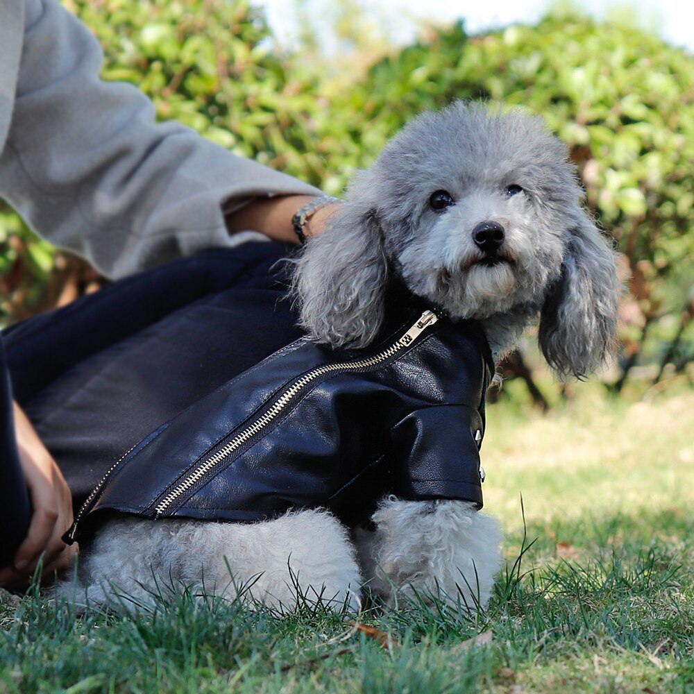 Ropa de para perros, cuero excelente abrigo para perro mascota de invierno cálido, conjunto de ropa para perros pequeños, medianos, Carlino, Chihuahua