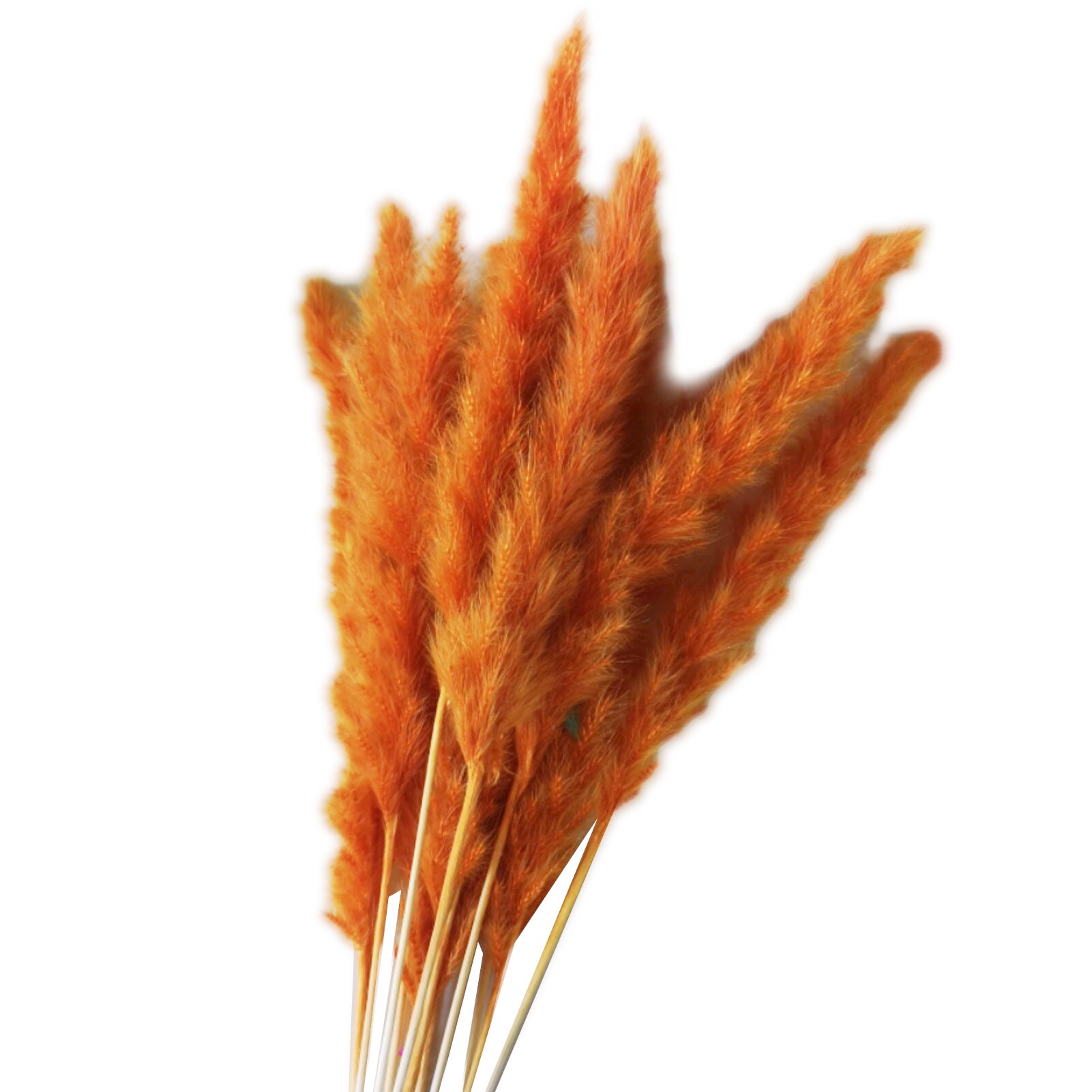 Roseaux séchés naturels de , 15 pièces, pour décoration de mariage, maison, DIY bricolage, 100% naturel, durée de conservation de plus d'un an: Orange