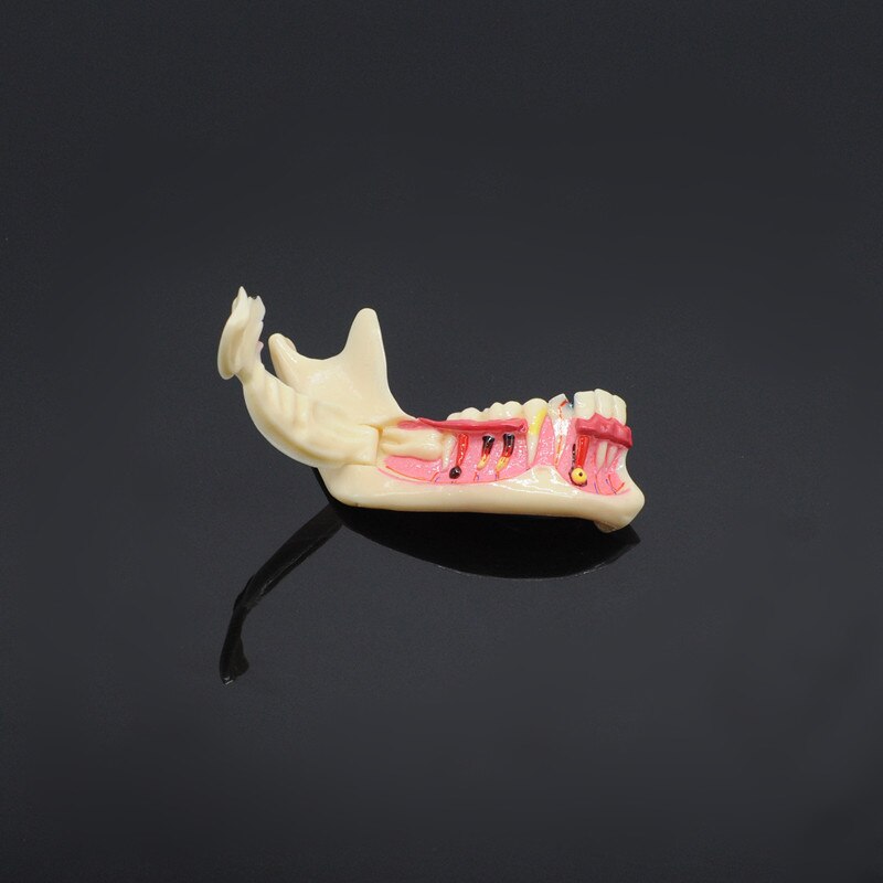 Tandpleje undervisning uddannelse model dental kommunikation model mandibular model
