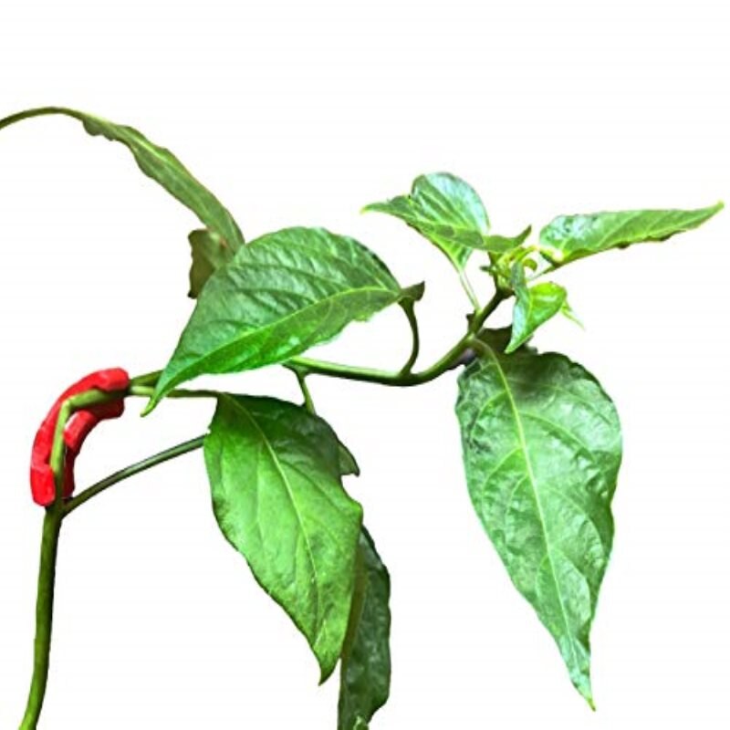 Cintreuse de plantes à 90 degrés (Pack de 35), pour l'entraînement à faible Stress (LST) et l'entraînement des plantes