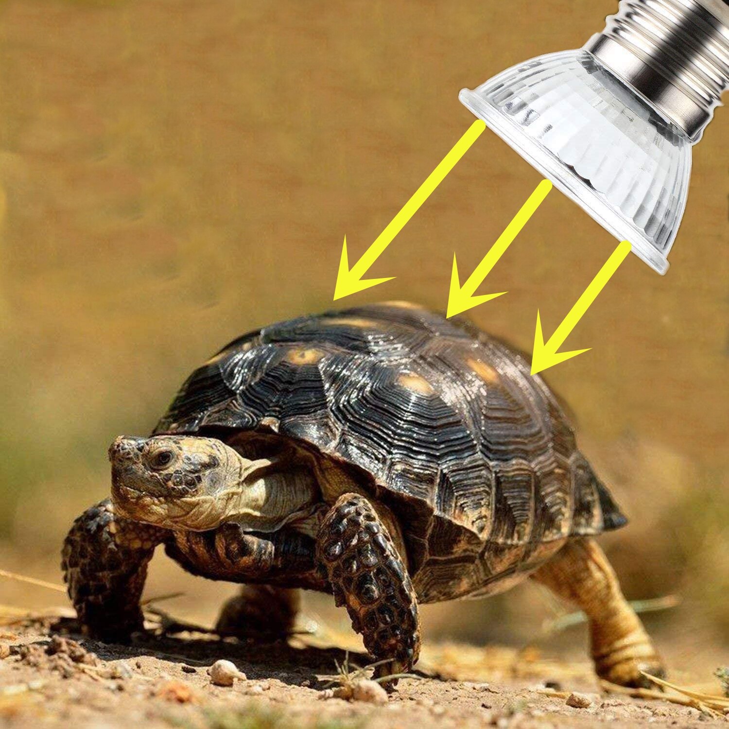 Lámpara para reptiles de 25/50W UVA + UVB 3,0, Bombilla de calor para mascotas, Bombilla UV para tortugas, anfibios, lagartos, controlador de temperatura
