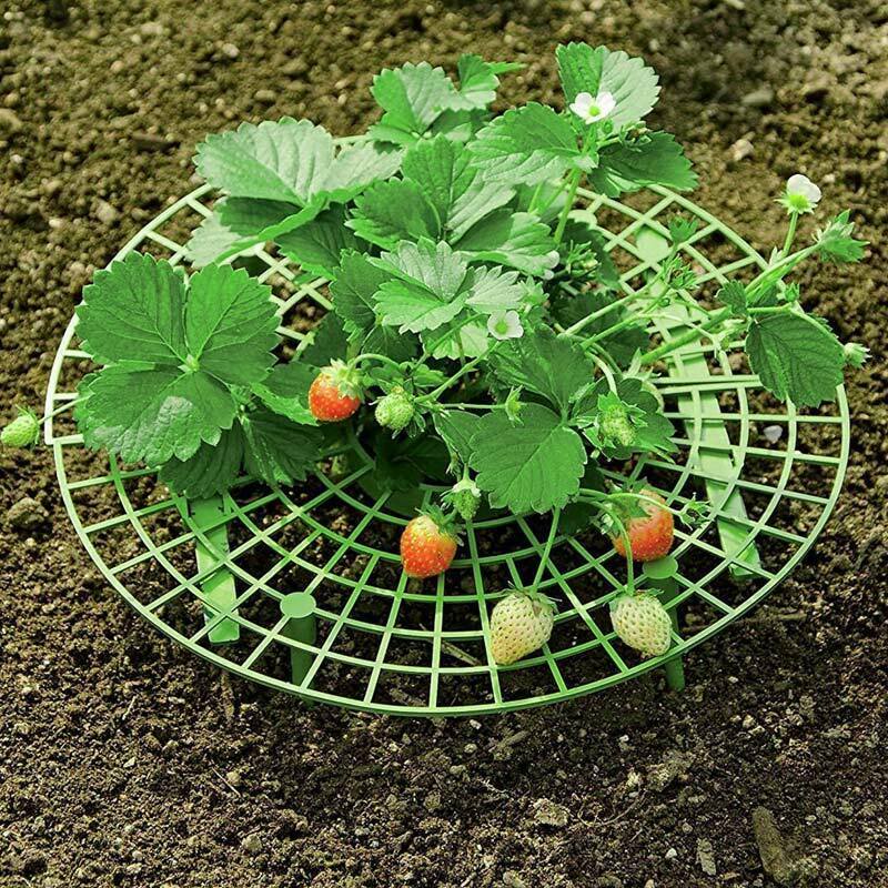 Erdbeere Stehen Pflanzung Gestell Obst Unterstützung Anlage Klettern Reben Blume Säule Gartenarbeit Halterung Gartenarbeit Stehen