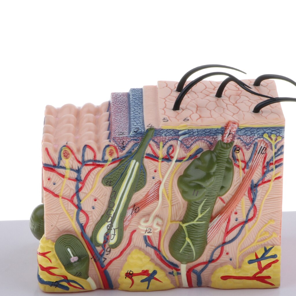 Human Skin Subcutaneous Tissue Dissection Model Magnify 35X