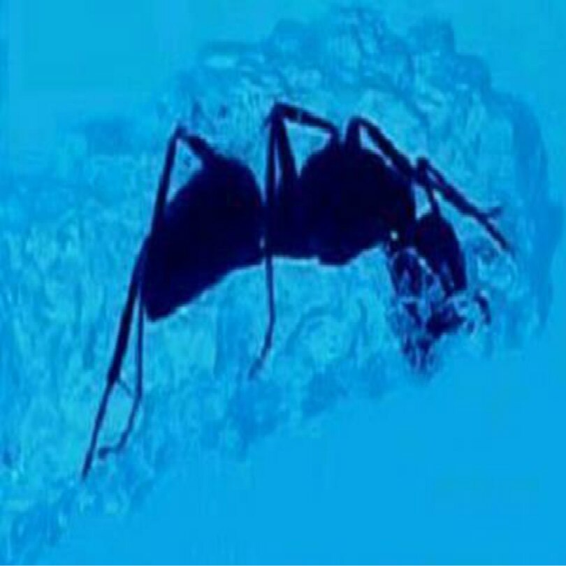 workshop for ant farm ants farm ant house Feeding box with LED