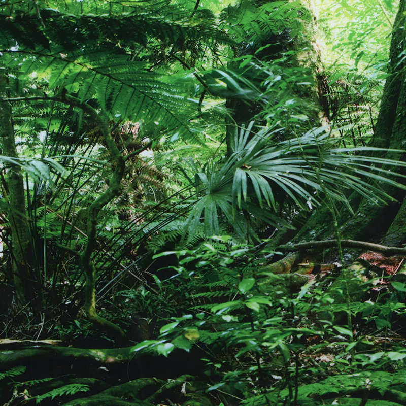 Fish Tank Aquarium Sticker PVC Reptile Box Rainforest Background Poster Fish Tank Wall Picture Painting Decoration Tank Poster