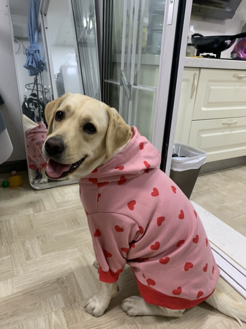 Bull Terrier Hond Kleren Leuke Hart Hond Hoodies Franse Bulldog Corgi Shiba Inu Samojeed Husky Labrador Golden Retriever Kleding