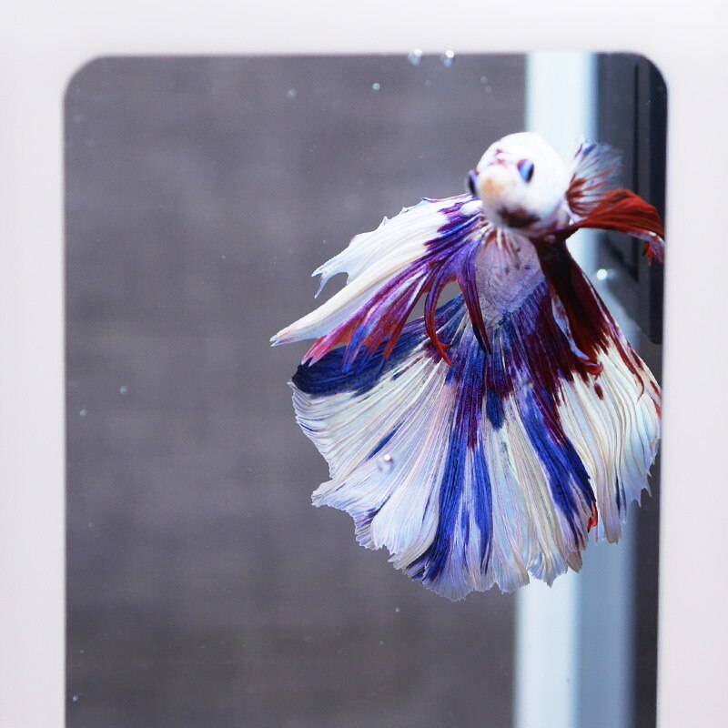 Cute Fighting Fish Tank Simple Display Fish Tank Office Ecological Micro Tank Ornamental Fish Mini Desktop Fish Tank