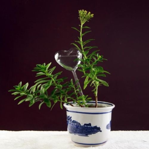 Automatische glazen plantenbak, bloemen, zelfbewaterende watertoevoer, vogelhuisje, waterbak, waterkannen, 6 soorten: 5