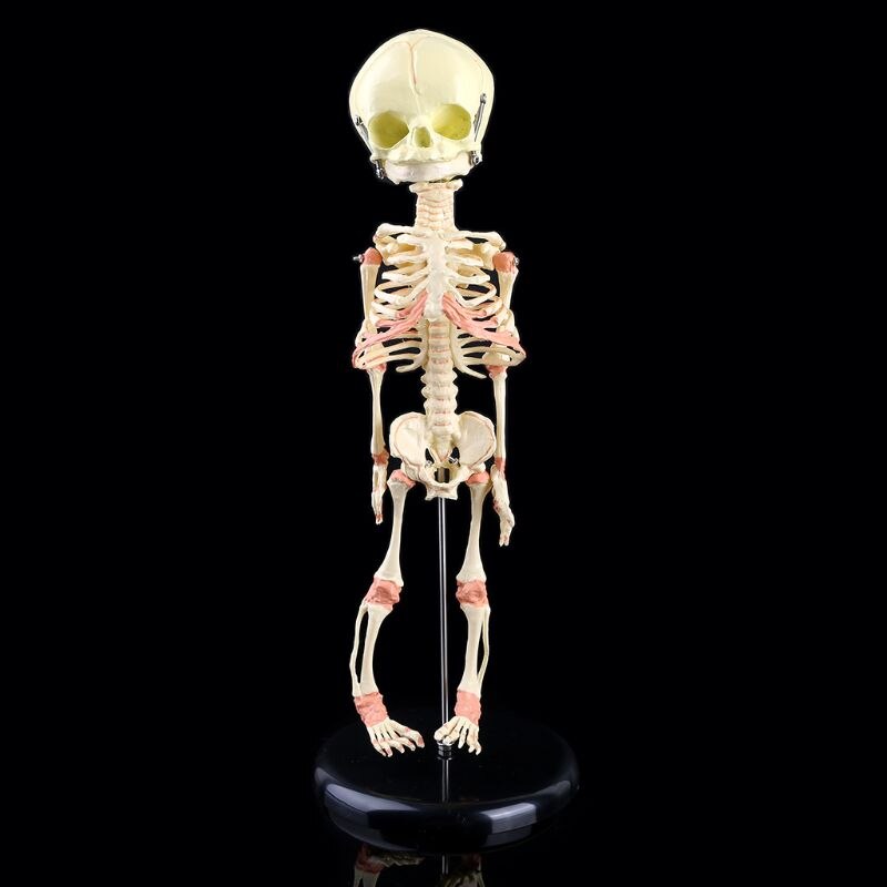 Enkele Kop Baby Schedel Menselijk Onderzoek Model Skelet Anatomisch Brain Anatomie Onderwijs Studie Display