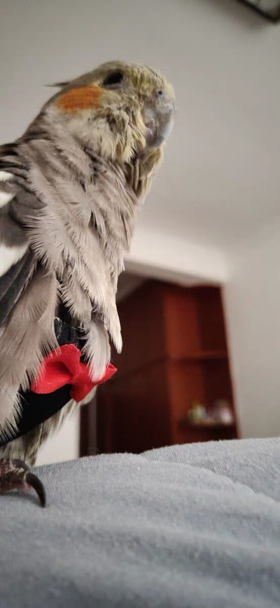 Pañal de loro para mascotas, ropa de ave reutilizable, lavable, traje de  vuelo, vestido, Kimono, ropa para pájaros, diferentes tamaños – Grandado