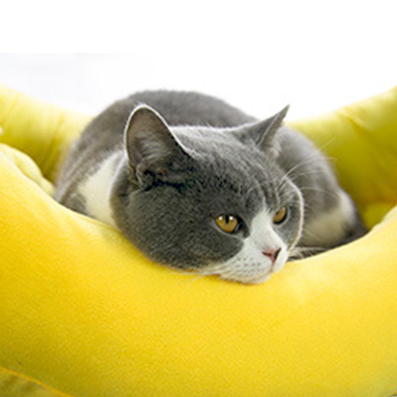 Cama de Gato de plátano lavable Gato, casa de perro, cama de felpa creativa, osito pequeño, mediano y grande, productos para mascotas