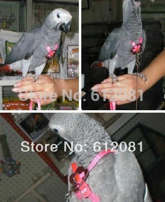 Justerbar papegøje fuglesele til fugle træningssnor, der spiller 6 fluorescerende farver, et sæt sælges