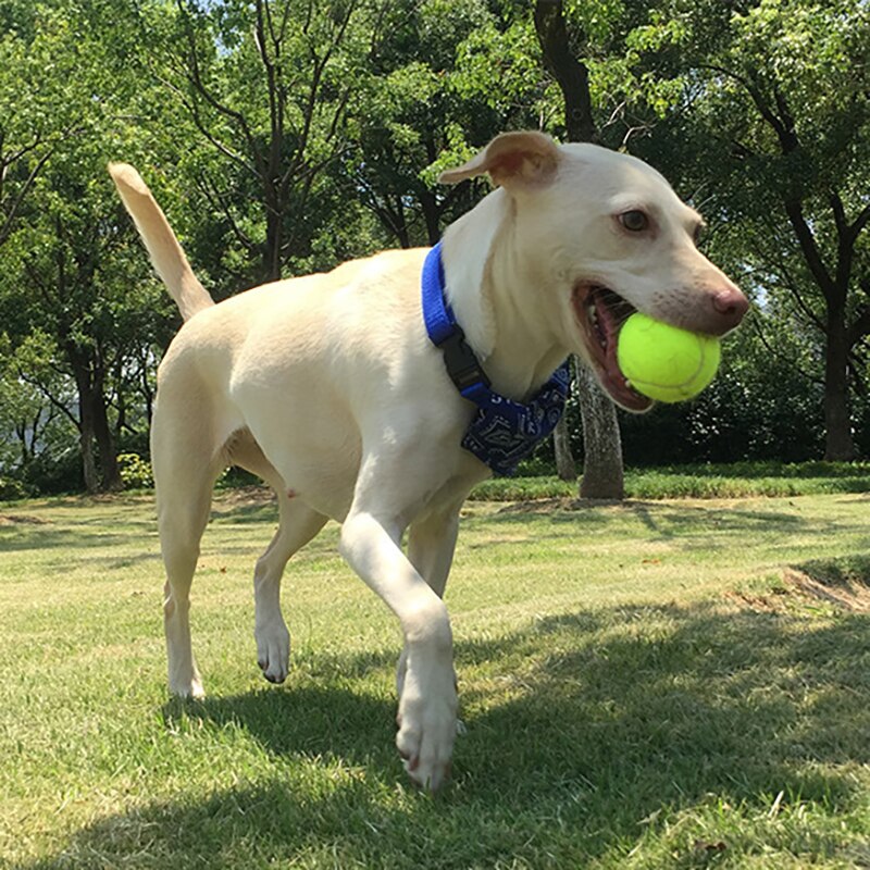 3 pièces balles de Tennis en caoutchouc haute résilience balle de Tennis pratique Durable pour Club compétition exercices d'entraînement