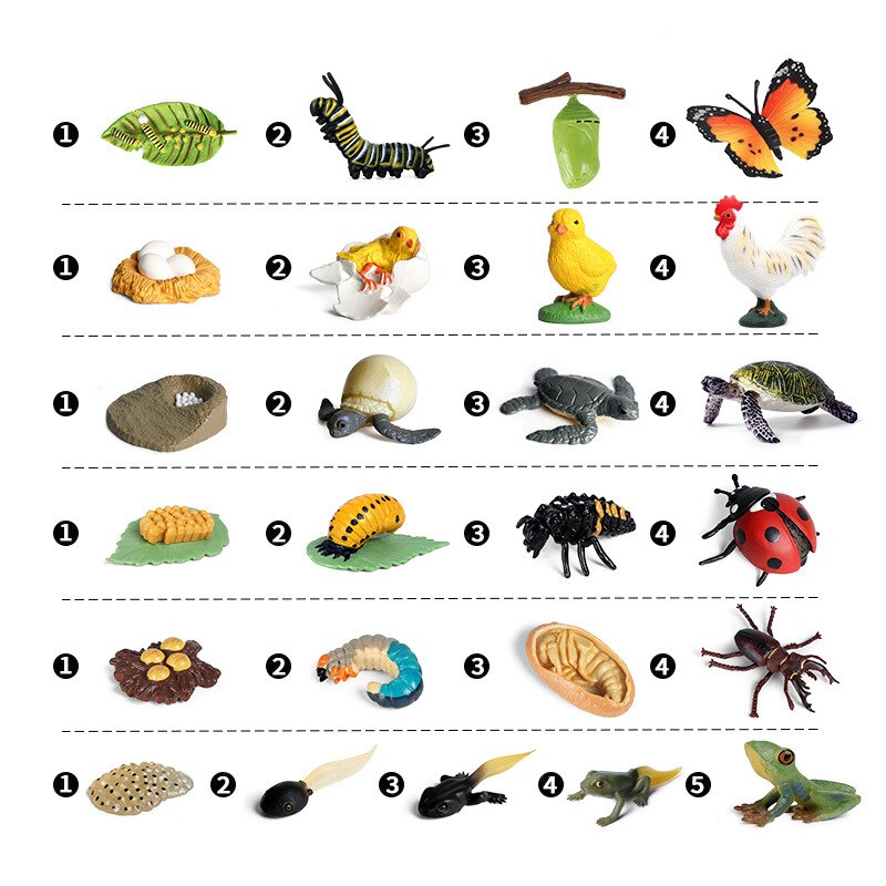 Butterfly Growth Cycle Bee Ladybug Spider Life Cycle Models Simulation Animal Model Action Figures Teaching Material For Kid