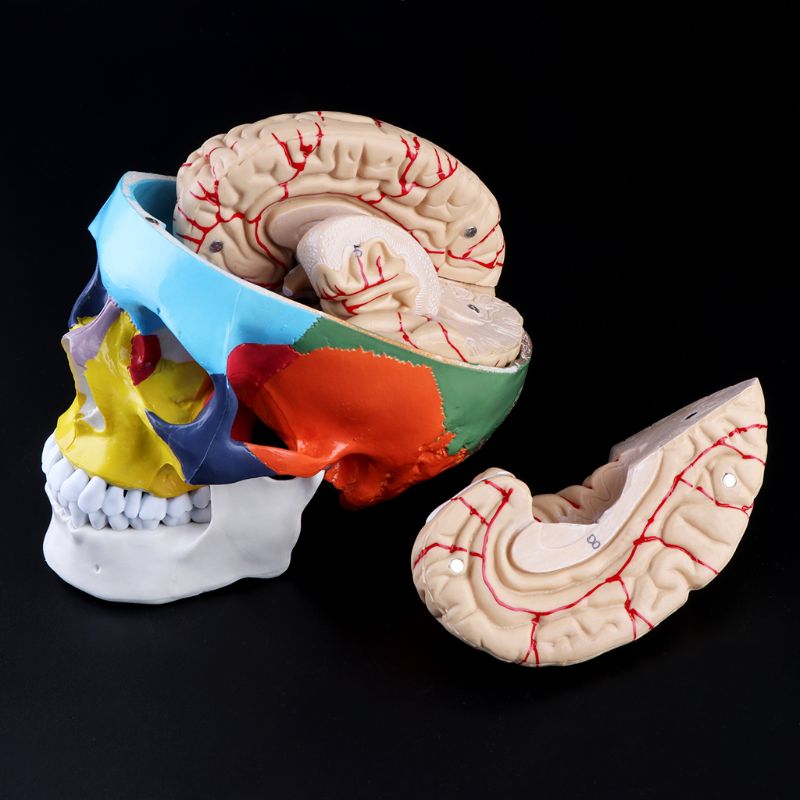 Maßstechen 1:1 Bunte Menschliches Erwachsene Kopf Modell mit Gehirn Stamm Anatomie Lehre Werkzeug Versorgung H55F
